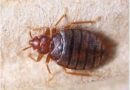 Tsikidzi outbreak hits Mbizo 7