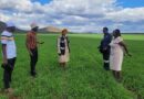 Wheat planting window closing soon, farmers urged to act quickly